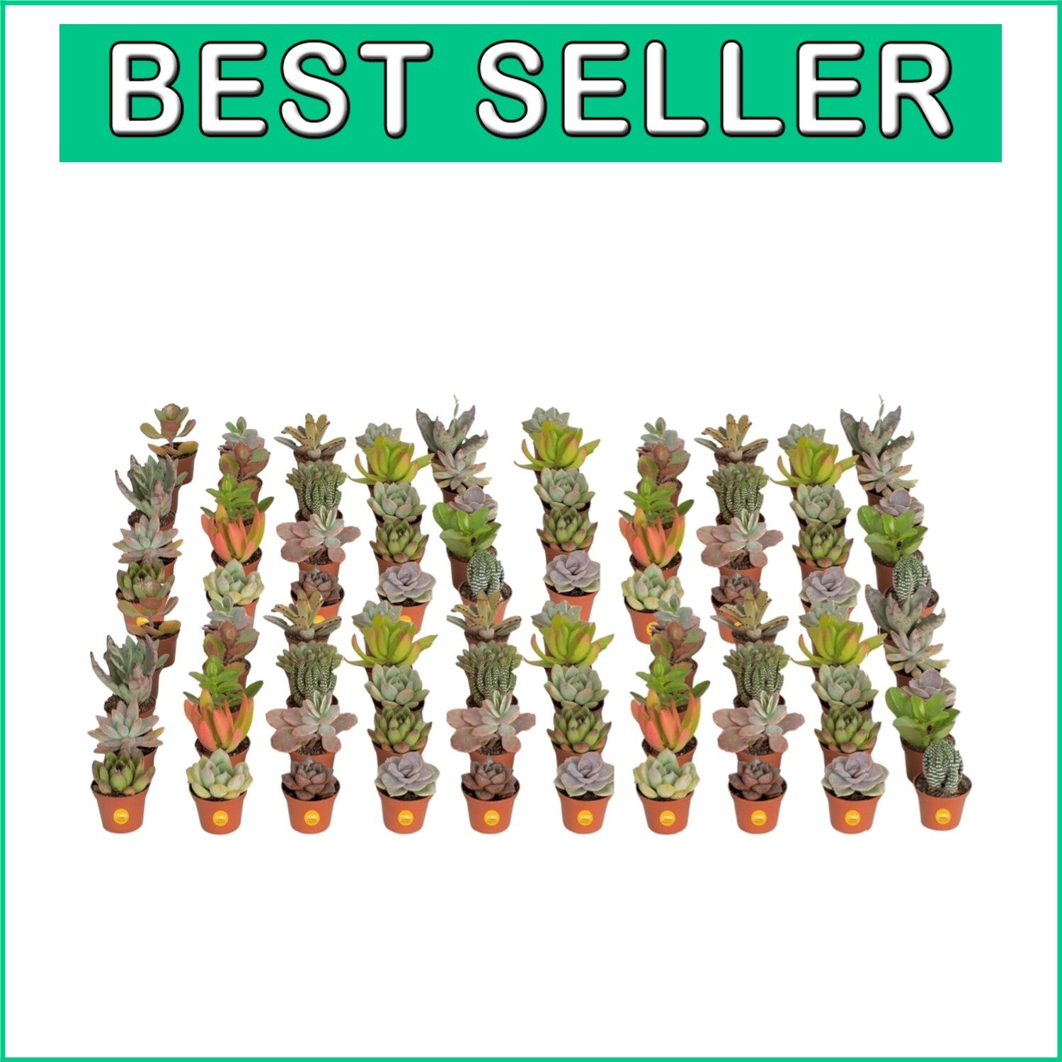 Assorted Mini Succulent Plants - Drought Tolerant Beauties for Any Occasion