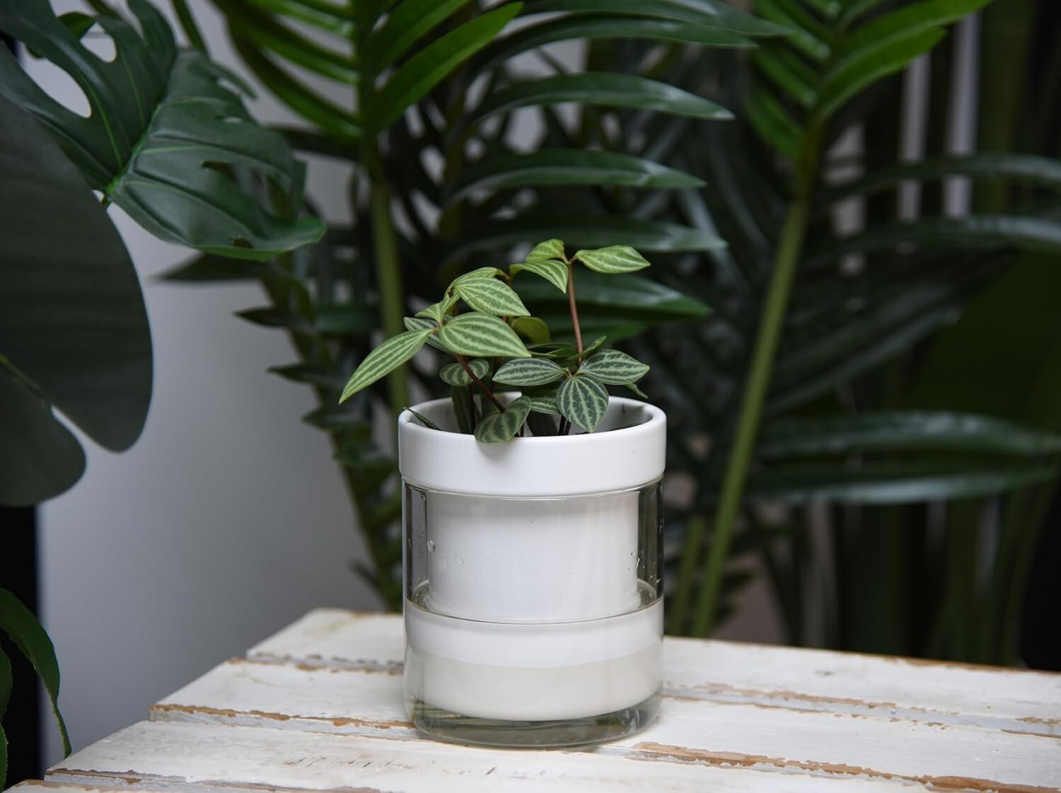 Elegant Cylindrical Self-Watering Planters: Terracotta & Glass - Set of Four