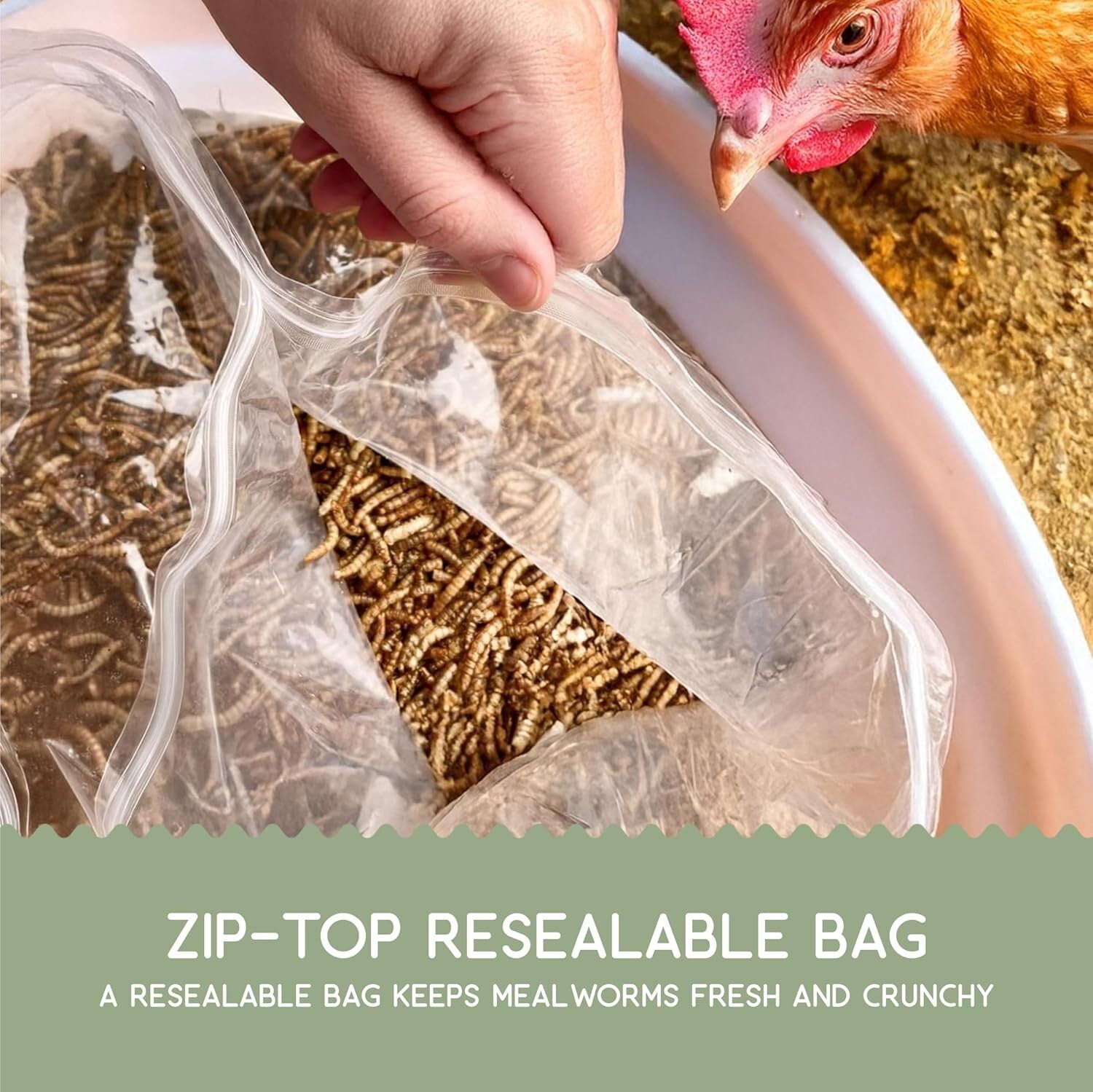 10 lbs Dried Black Soldier Fly Larvae - Protein-Rich Calcium Treats for Chickens