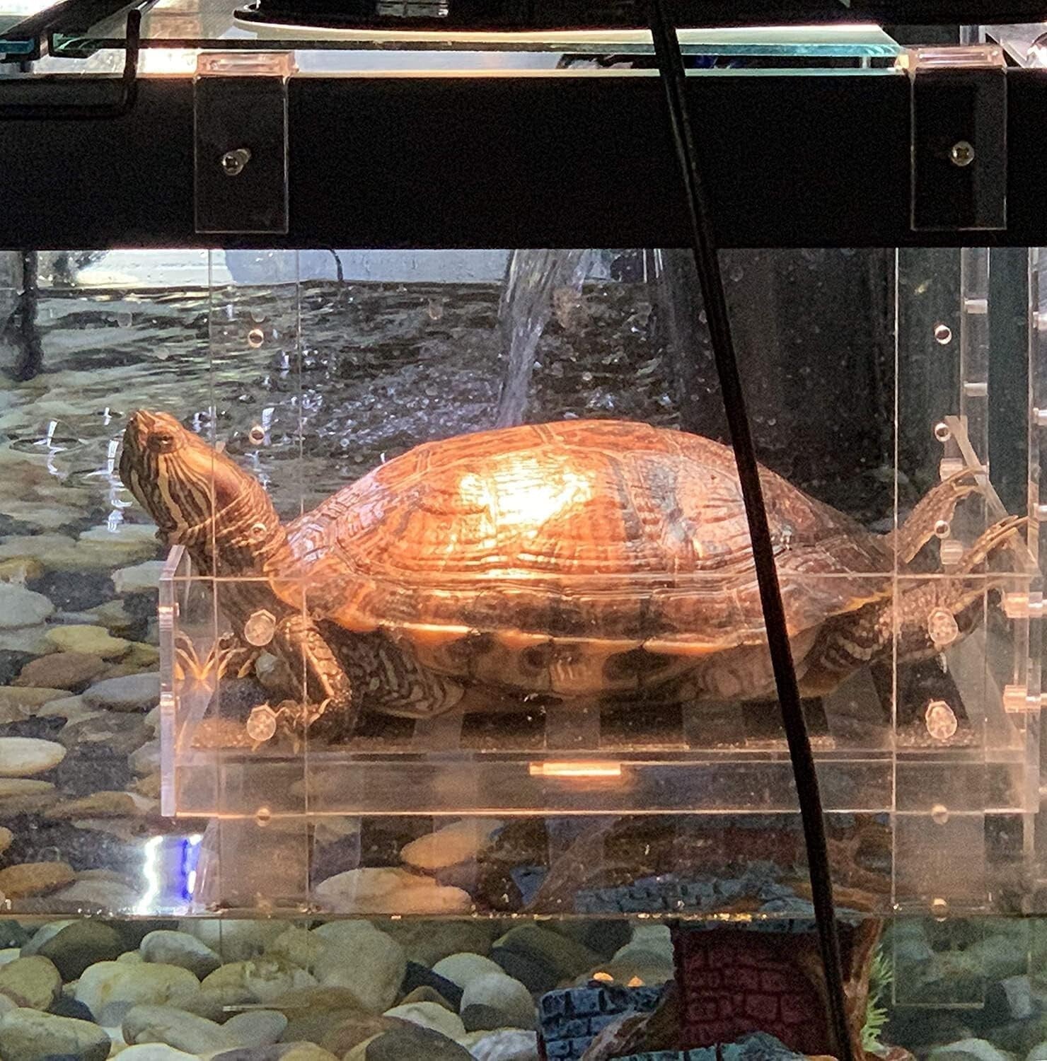 Extra Large Adjustable Turtle Dock Ramp - Enhances Basking Space in Aquariums