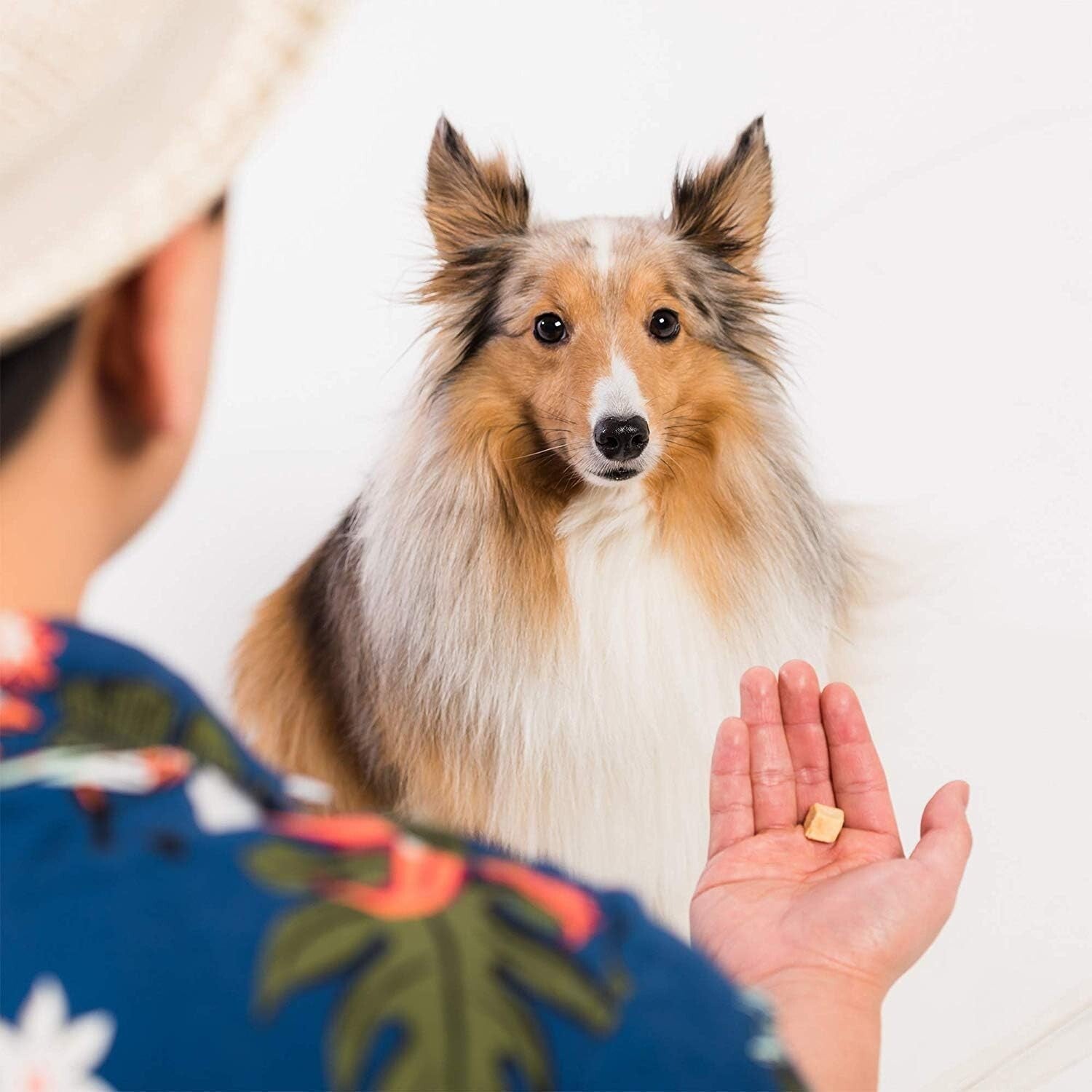 Grain-Free Freeze-Dried Salmon Treats - 5 Ounces (3-Pack) for Cats & Dogs