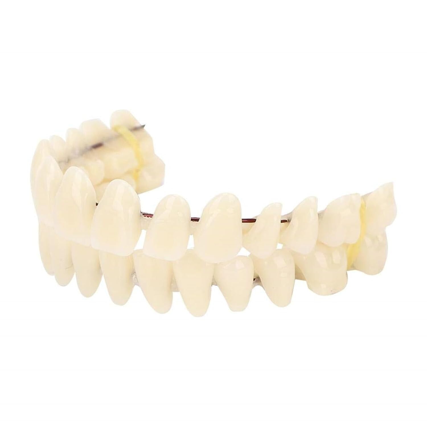 Customizable Teaching Model Set of 280 Resin Dentures for Dentistry Students