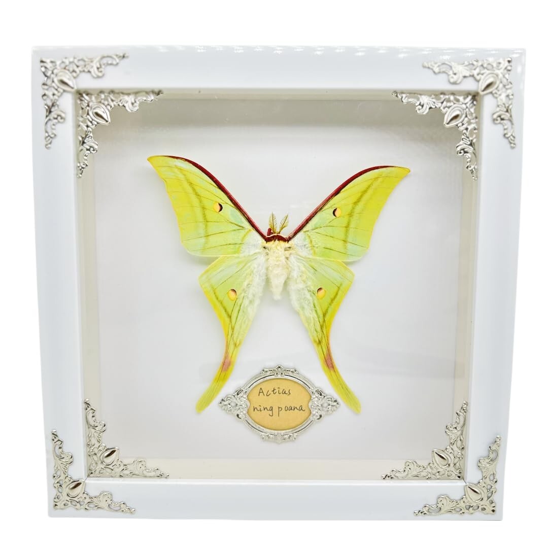 Real Framed Butterfly & Moth Specimens in Solid Wood - Unique Nature Decor