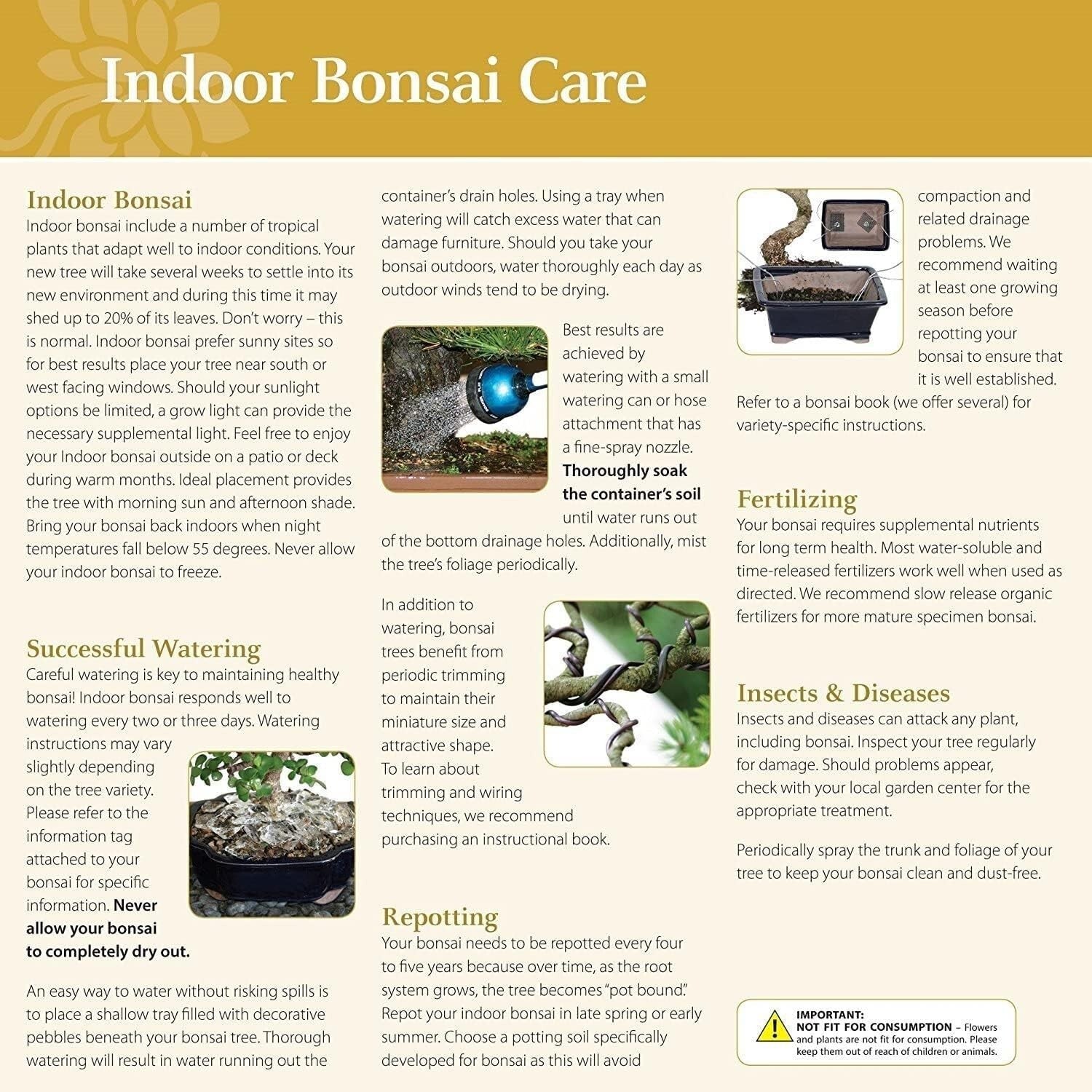 Exquisite Narrow Leaf Ficus Bonsai Tree - Indoor Plant in Elegant Ceramic Pot