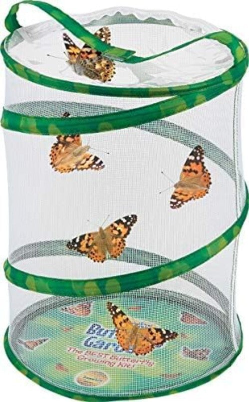 Live Caterpillar Kit with 12" Habitat - Experience Butterfly Metamorphosis
