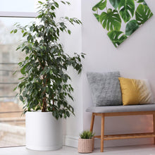 Load image into Gallery viewer, Elegant 14 Inch Cylindrical Plastic Planters with Drainage Holes &amp; Saucer Set