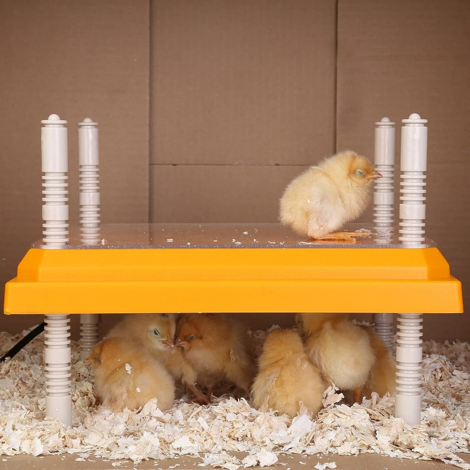 10" x 10" Chick Heating Plate for Poultry - Safe and Effective Brooder Solution