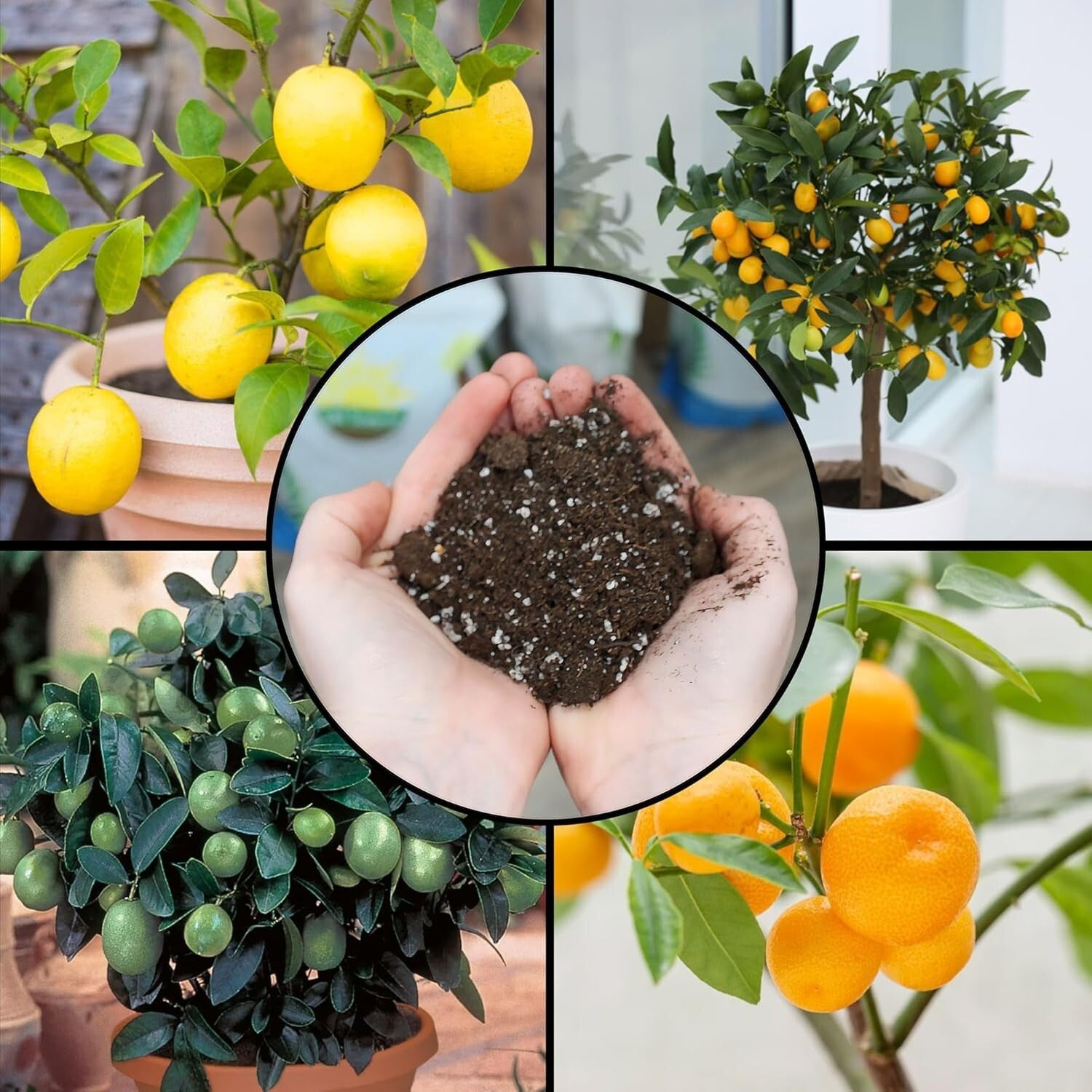 Organic 30qt Potting Soil for Citrus Trees – Ideal for Indoor and Outdoor Use