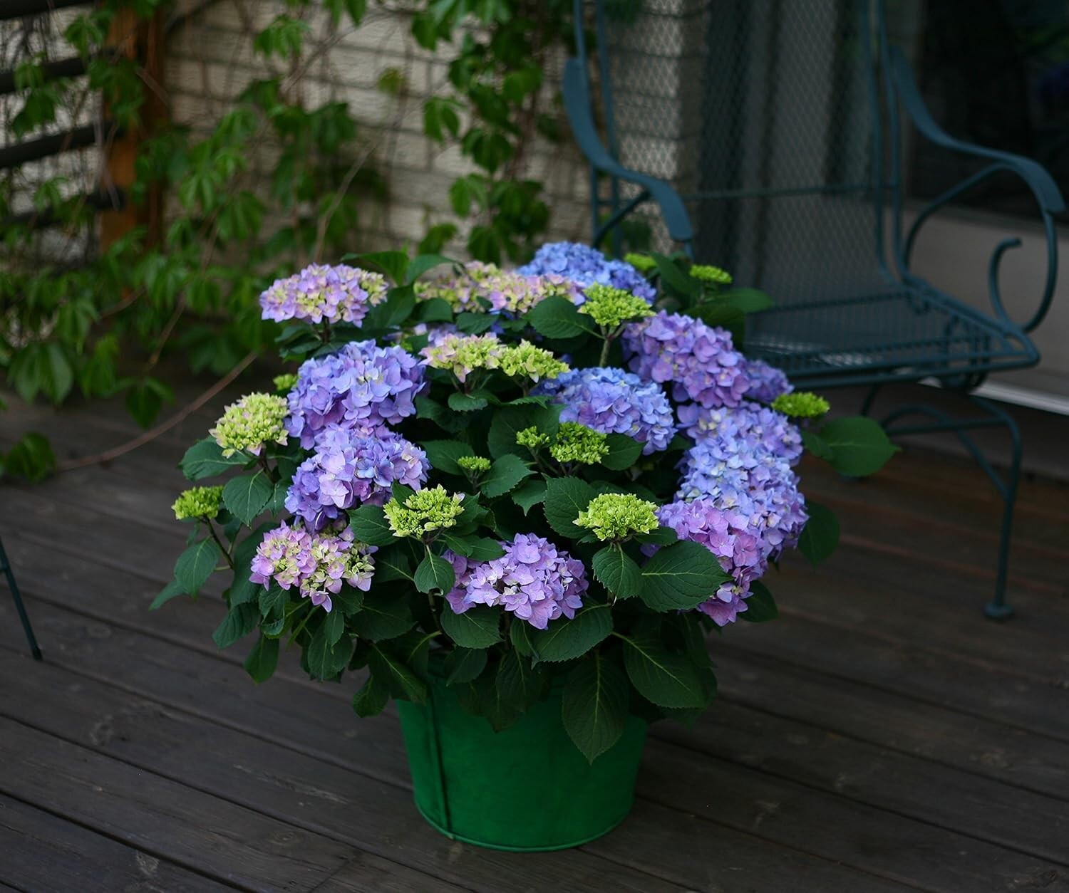 Beautiful Rhythmic Blue Hydrangea in 3 Gallon Pot - Spring Bloomer for Zones 5-9