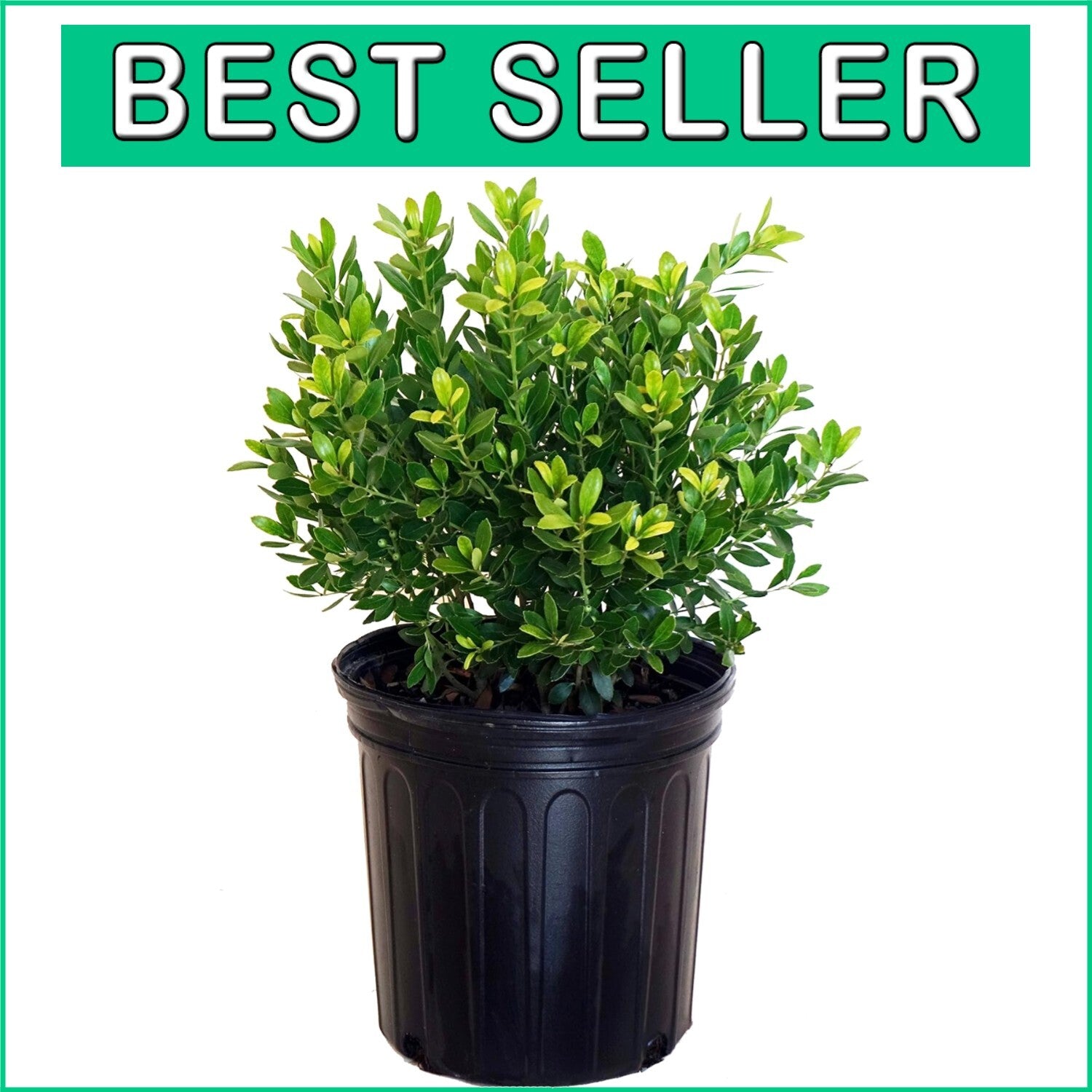 Evergreen Ilex Glabra 'Densa' - Hardy Holly for Moderate Watering | 3-4ft Height