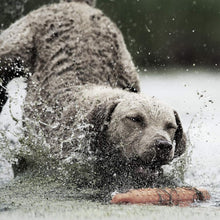 Load image into Gallery viewer, Brand FieldTrainer 425XS Waterproof E-Collar - Remote Training for Stubborn Dogs