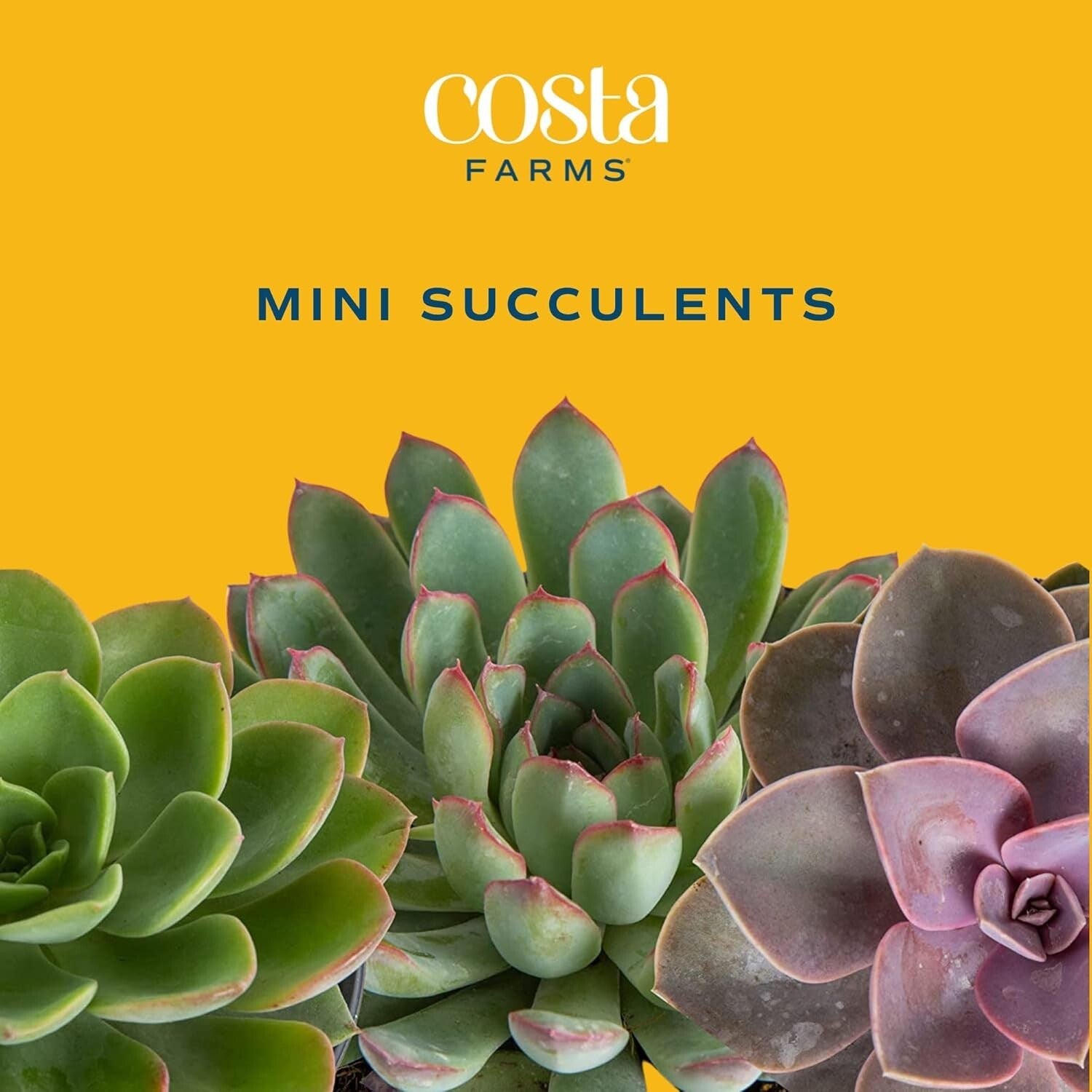 Assorted Mini Succulent Plants - Drought Tolerant Beauties for Any Occasion