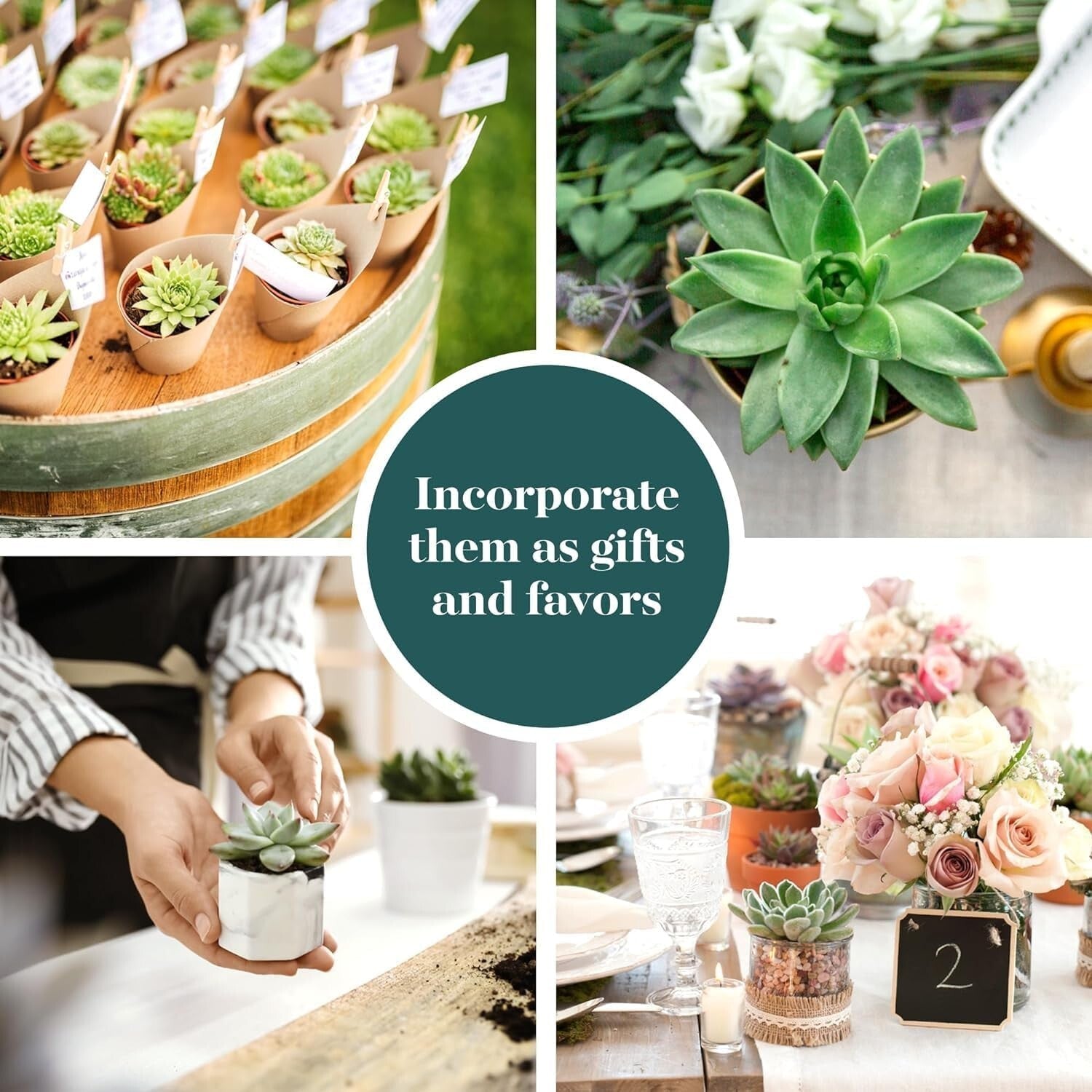 Charming Rosette Succulent Plant Pack - 100 Unique Live Succulents for Gifting