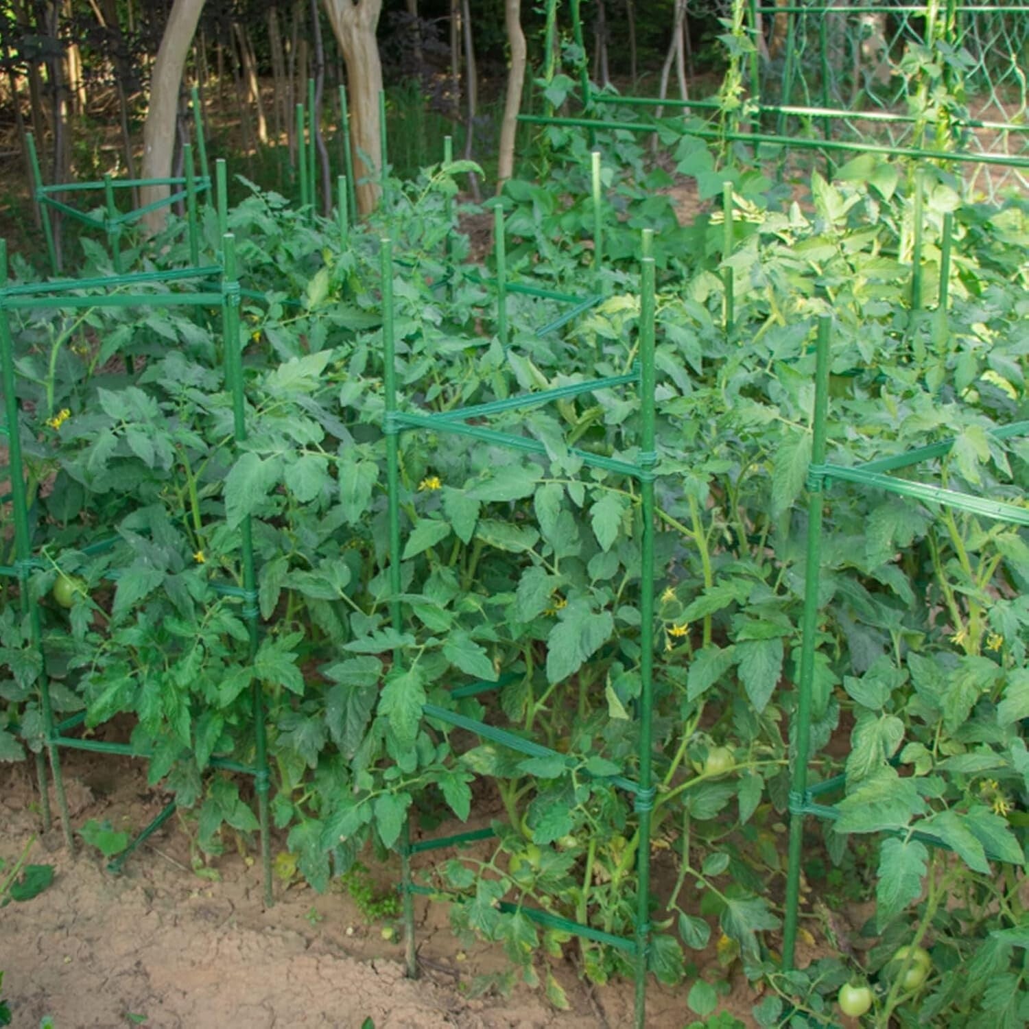 6-Pack 6ft Green Tomato Cages - Durable Support for Climbing Plants & Vegetables