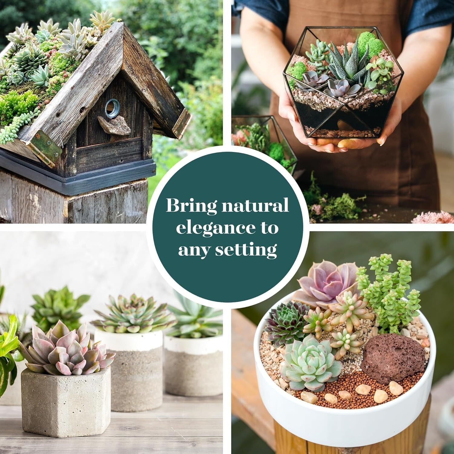 Assorted Live Mini Succulent Collection - 100 Low Maintenance Plants for Gifts