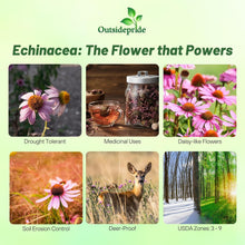Load image into Gallery viewer, Heirloom Echinacea Coneflower Seeds - Drought Tolerant and Easy to Grow
