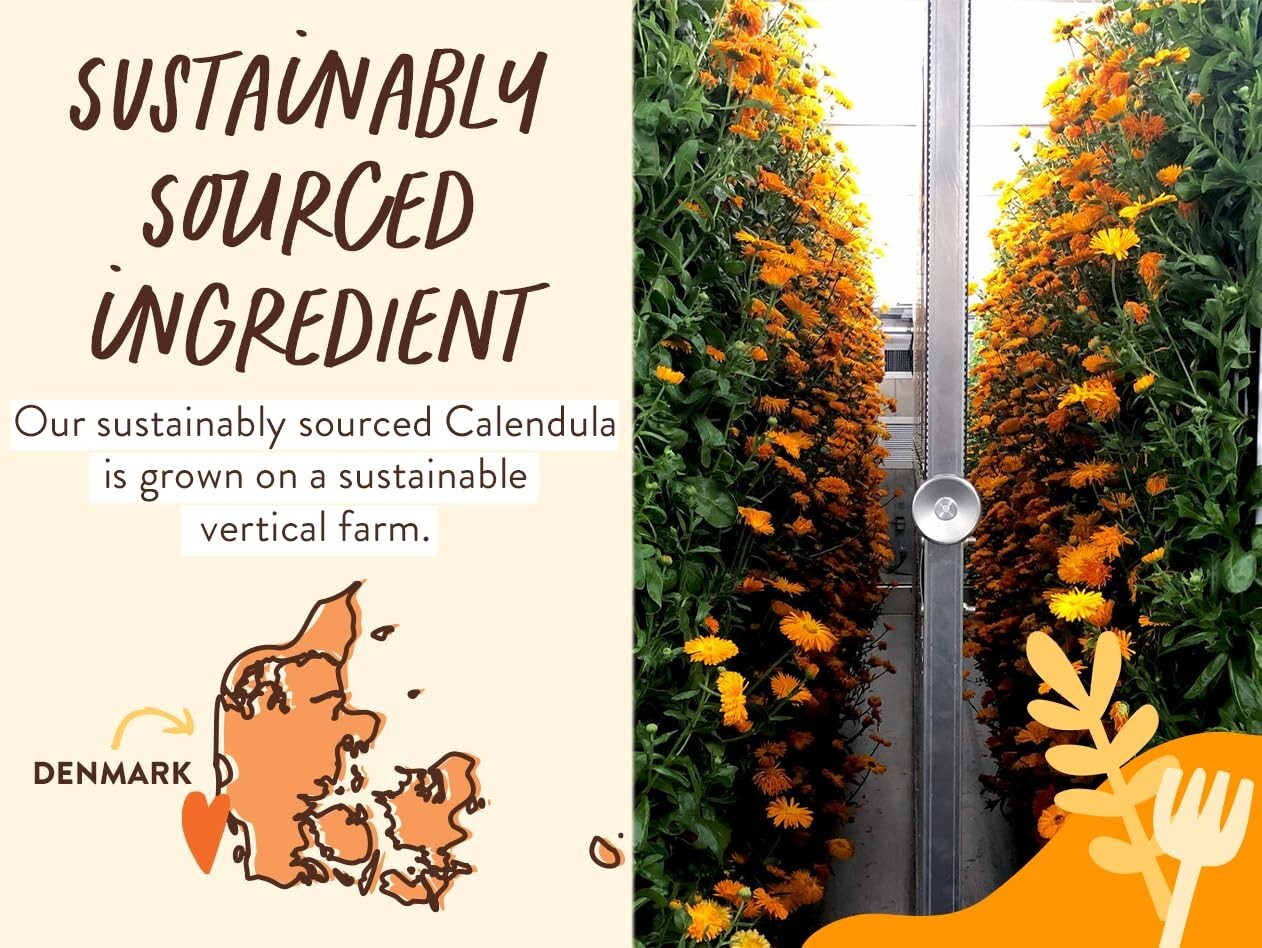 Lightly Scented Oat & Calendula 2-in-1 Shampoo for Sensitive Skin – Allergy-Free