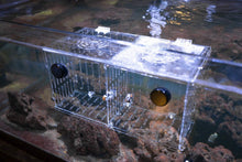 Load image into Gallery viewer, Lightweight 12x6x6 Magnetic Nursery Tank - Ideal for Fish Breeding &amp; Acclimation