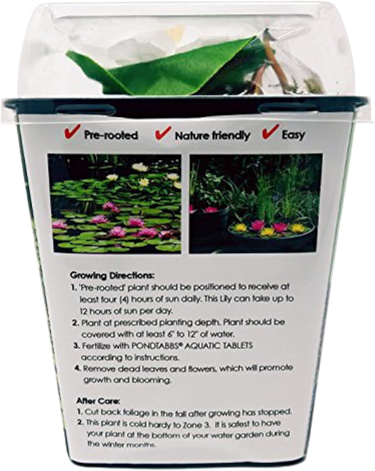 Low Maintenance Live Water Lily - Perfect for Outdoor Ponds & Container Gardens