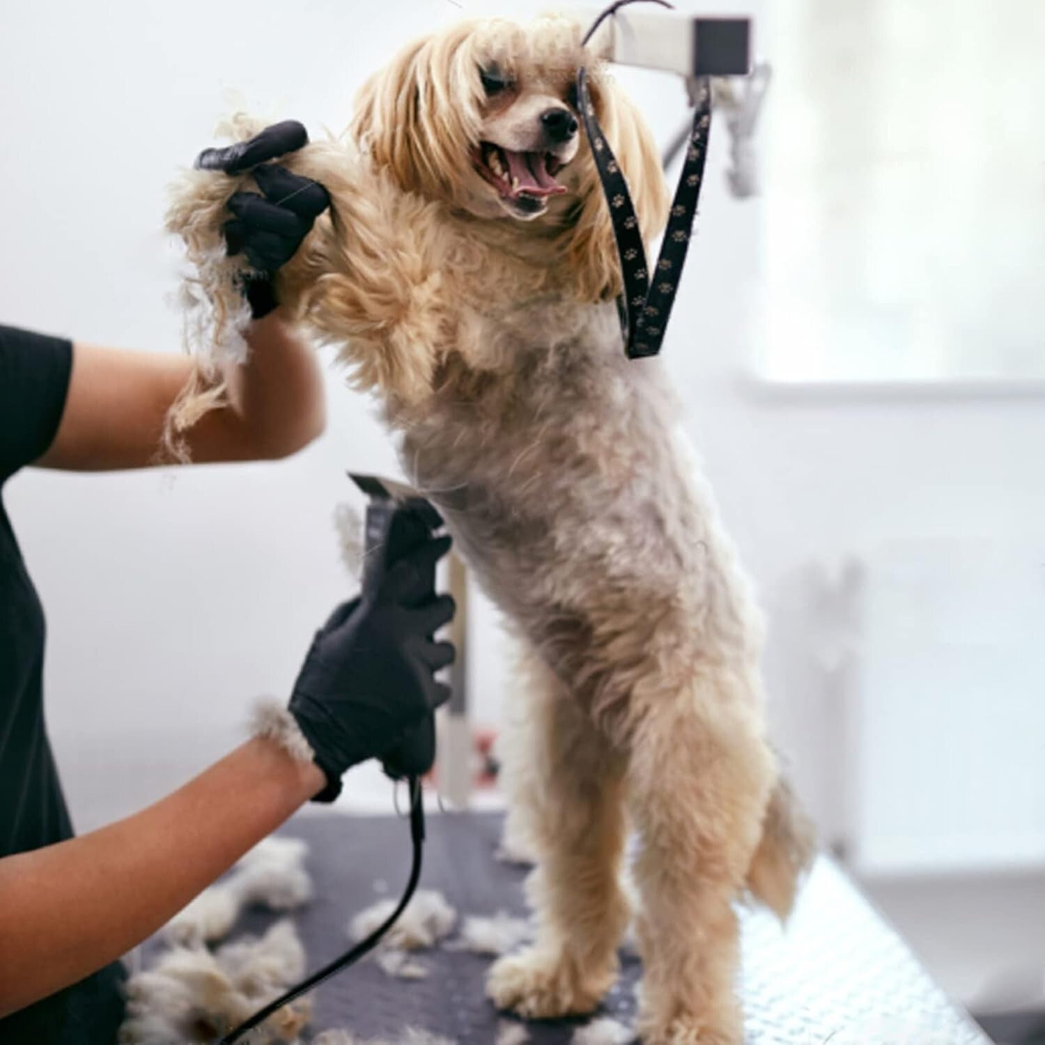 Ceramic and Stainless Steel Dog Grooming Replacement Blades - Heat Resistant