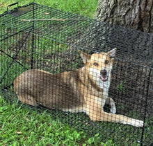 Load image into Gallery viewer, Durable 50 Inch Black Animal Trap - Capture Groundhogs, Coyotes Safely