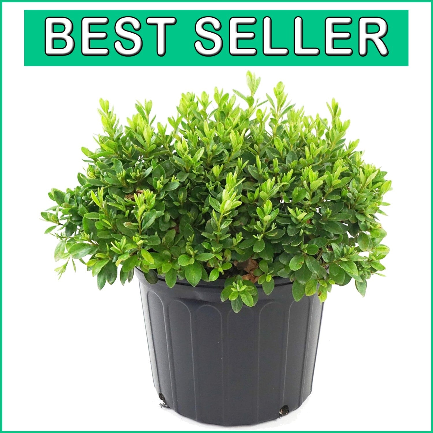 Dense-Growing Azalea with Lustrous Foliage - White Flowers for Stunning Gardens
