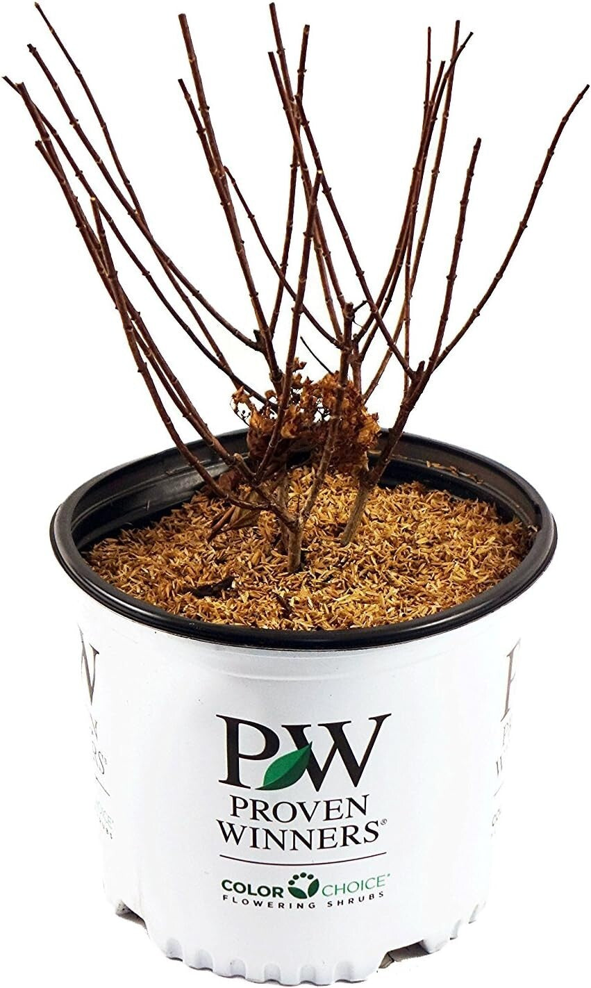 Dwarf Bobo Hydrangea Shrub - White Blooms for Small Gardens, 30-36 in