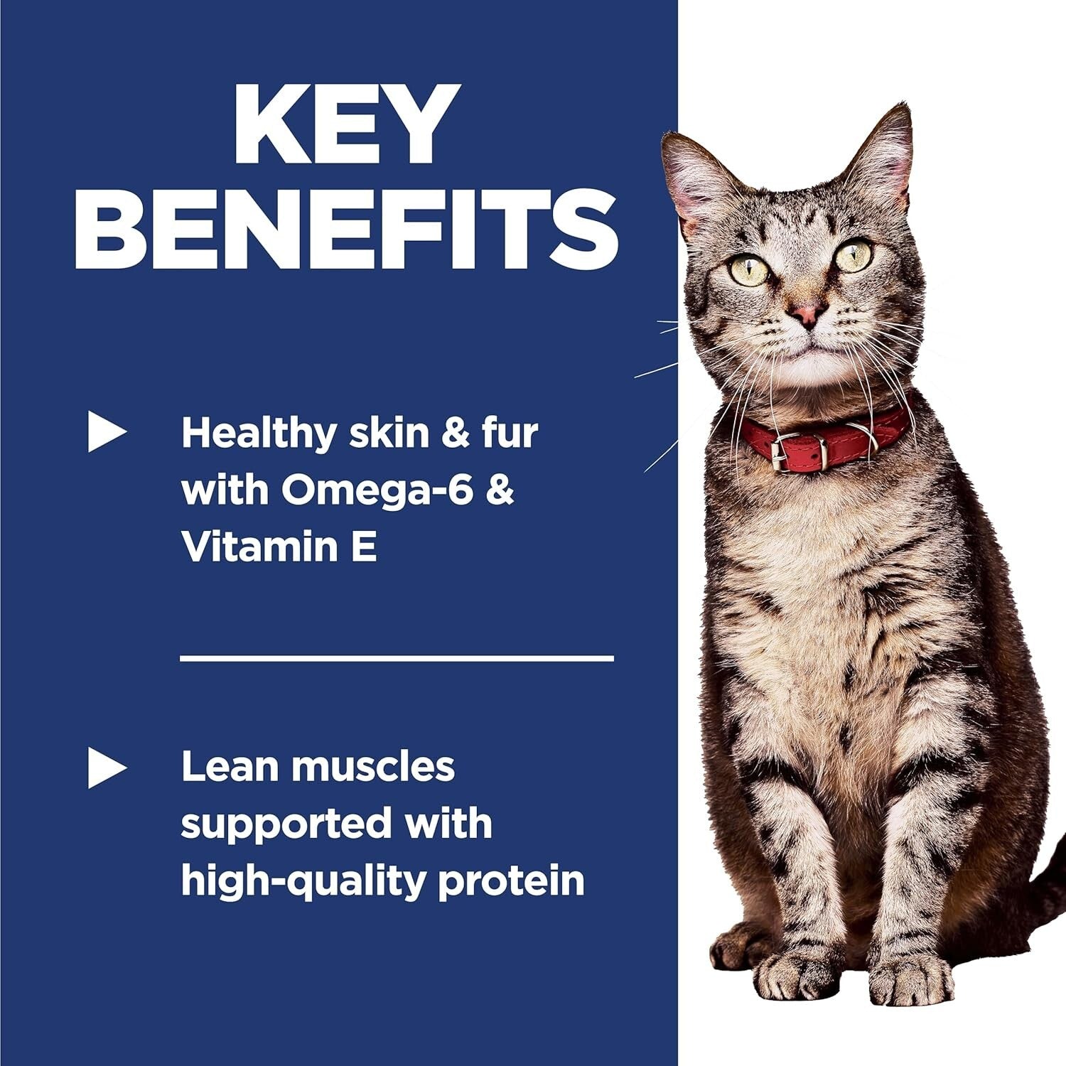 High-Quality Chicken Recipe Dry Cat Food - 16 lb for Adult Cats 1-6 Years