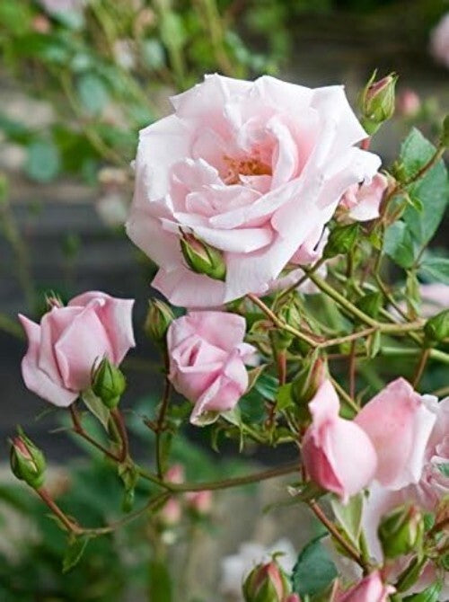 Enchanting Rosa 'New Dawn' Climbing Rose - Double Blooms & Butterfly Attraction