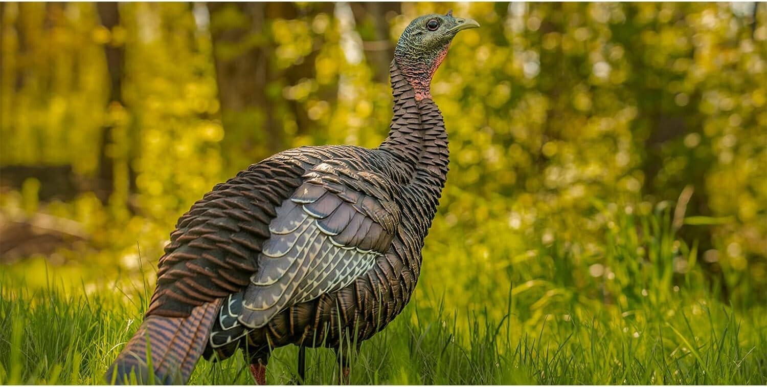 Authentic HDR Hen Turkey Decoy - Detailed, Durable & Portable for Hunters