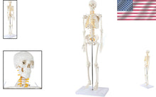 Load image into Gallery viewer, Lightweight 31" Mini Skeleton Anatomy Model - Perfect for Halloween or Classroom