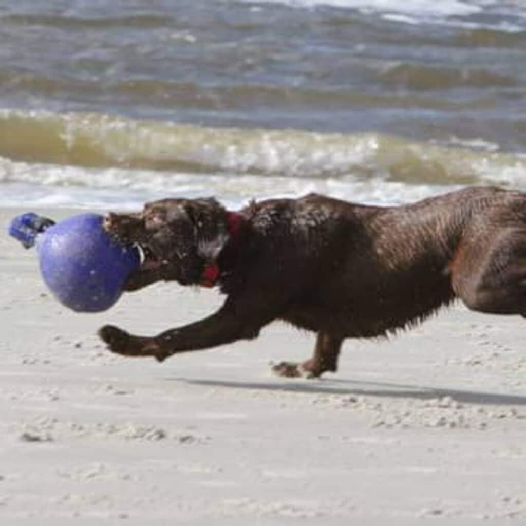 Interactive 10-Inch Blue Tug-N-Toss Dog Toy - Perfect for Fetch & Water Fun