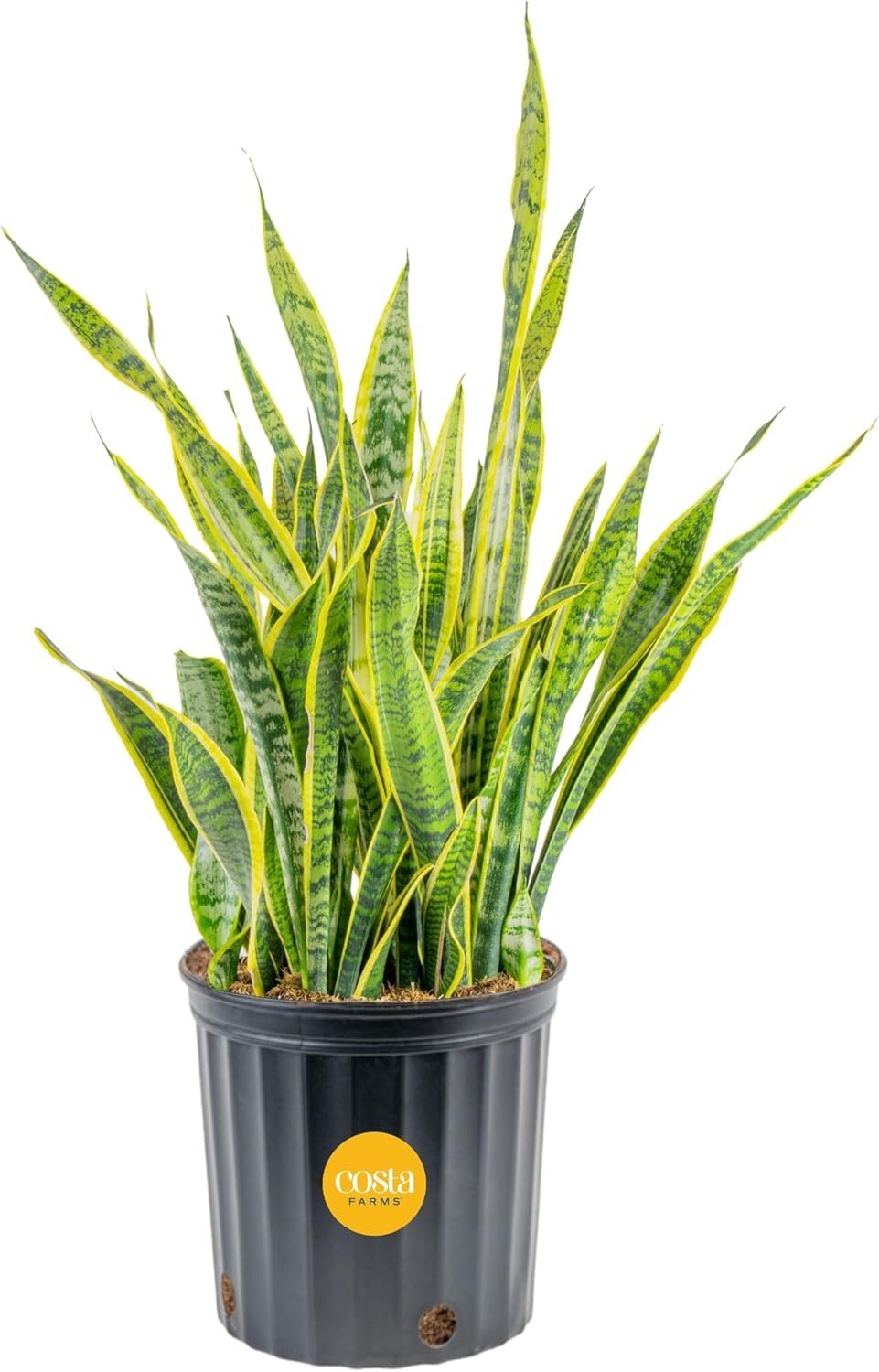 Elegant 3-4 Feet Tall Snake Plant in 12-Inch Pot | Air Purifying Houseplant