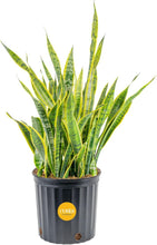 Load image into Gallery viewer, Elegant 3-4 Feet Tall Snake Plant in 12-Inch Pot | Air Purifying Houseplant