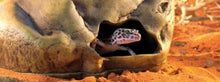Load image into Gallery viewer, Large Gecko Cave - Natural Resin Hideout for Stress-Free Reptiles and Amphibians