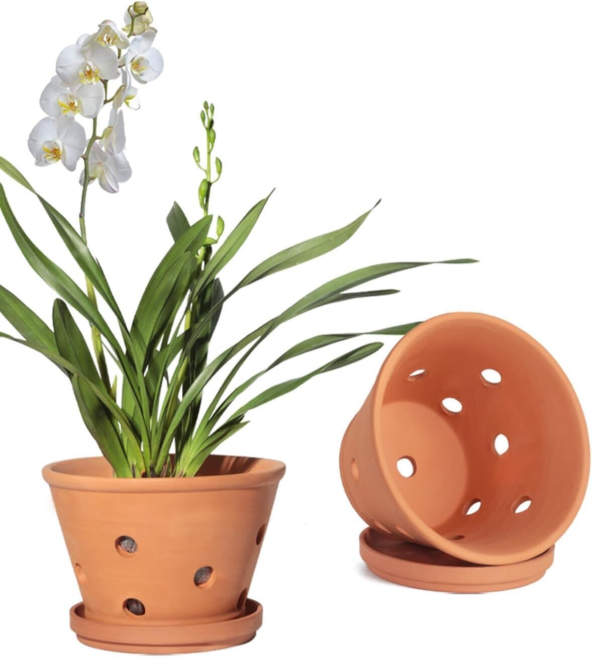 Classic 8-Inch Terracotta Plant Pots with Breathing Holes – Perfect for Orchids
