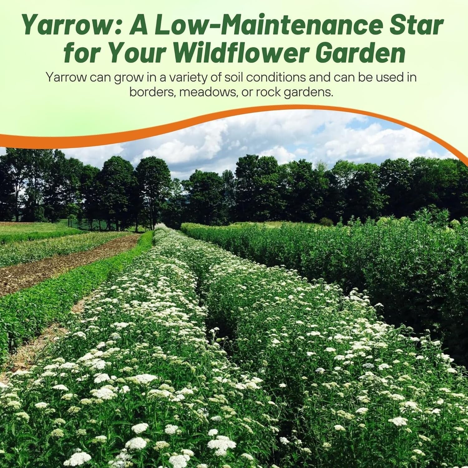 GMO-Free Wildflower Seeds - 1 lb Achillea Millefolium Yarrow for Outdoor Gardens