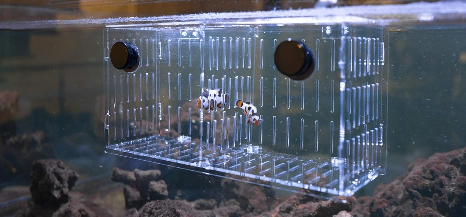 Clear Acrylic Acclimation Box for Fish Breeding - Magnetic Isolation Tank