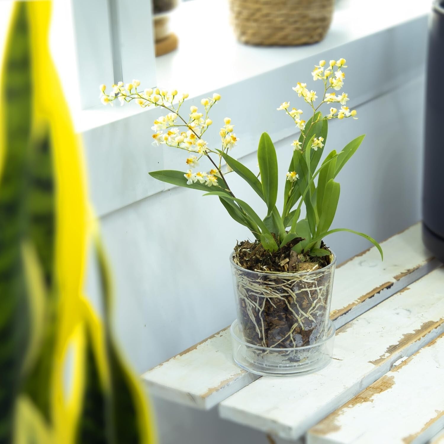 Modern 3.5 Inch Clear Acrylic Pot with Tray - Ideal for Herbs and Succulents