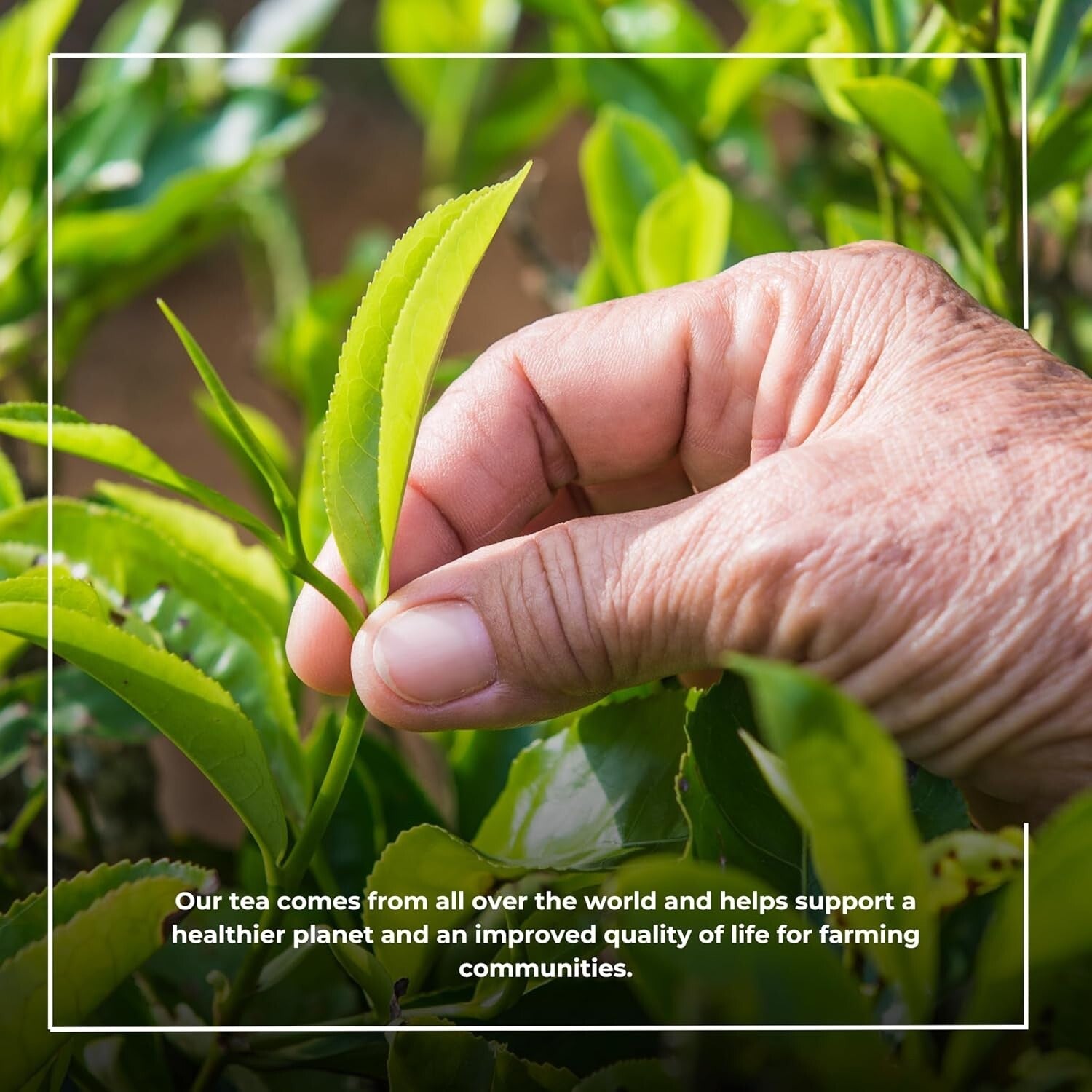 1100 One Cup Black Tea Bags – Strong Flavor for Perfect British Brews