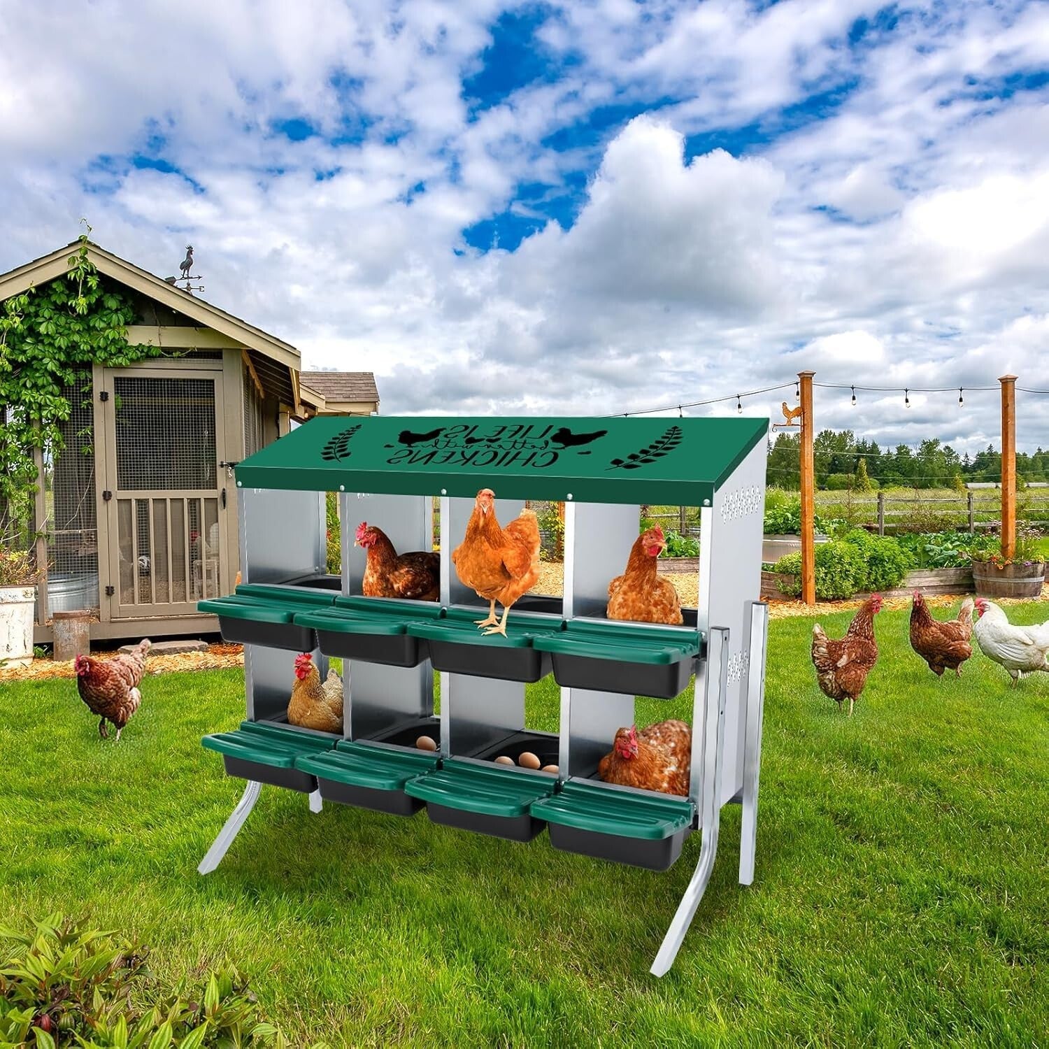 8-Hole Height-Adjustable Chicken Nesting Boxes with Automatic Egg Collection