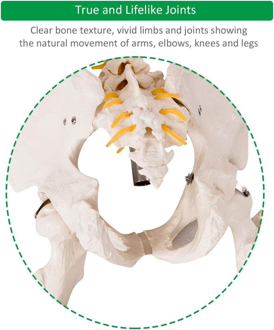 70.8" Life-Size Skeleton Model with Detachable Parts - Ideal for Medical Studies