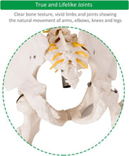 Load image into Gallery viewer, 70.8" Life-Size Skeleton Model with Detachable Parts - Ideal for Medical Studies