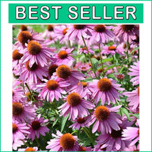Load image into Gallery viewer, Heirloom Echinacea Coneflower Seeds - Drought Tolerant and Easy to Grow