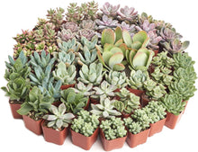 Load image into Gallery viewer, Pastel Succulent Plant Pack - 64 Mini Low-Maintenance Plants for Gifts &amp; Decor
