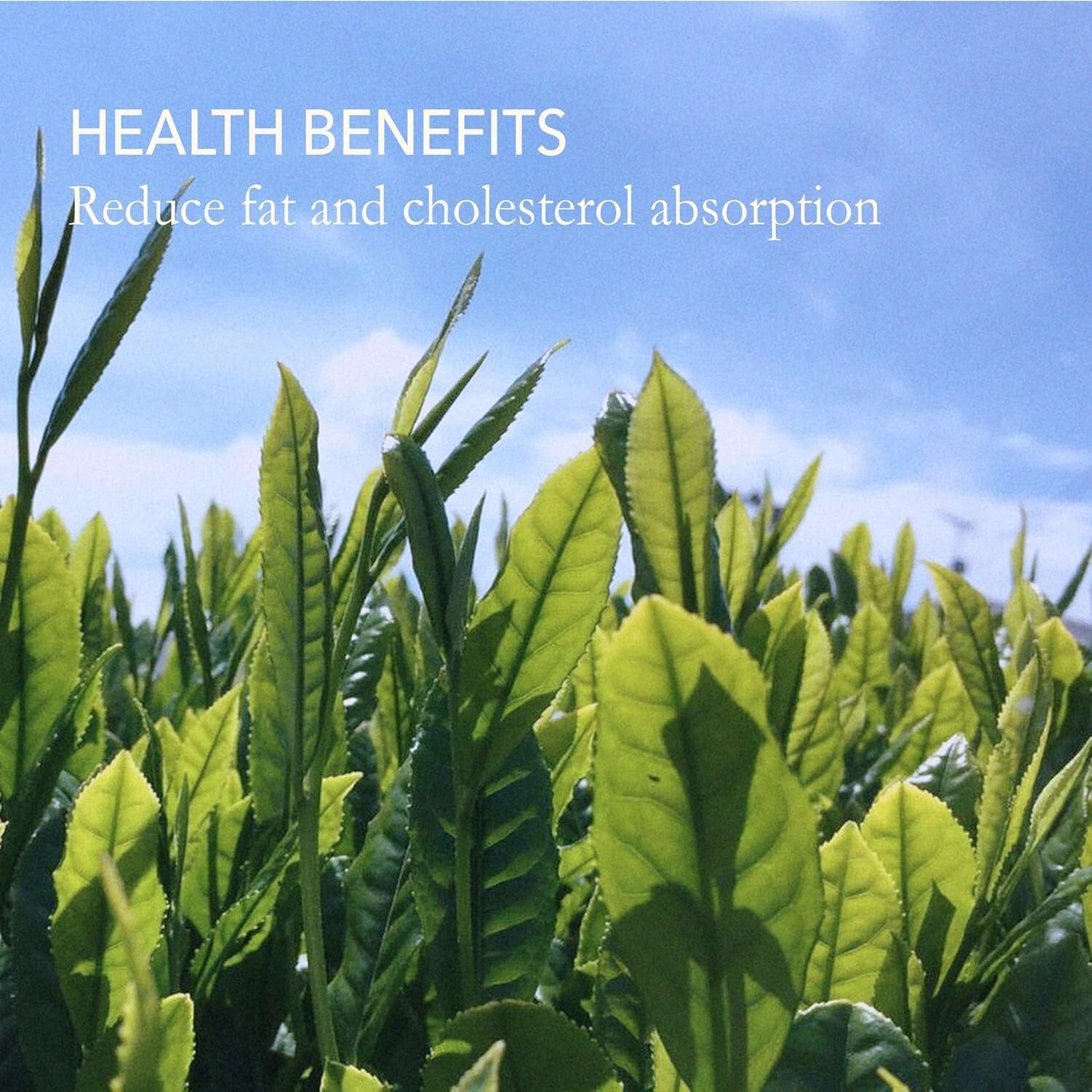 Authentic Loose Leaf Green Tea - Highest Quality 100-Pack for Tea Connoisseurs