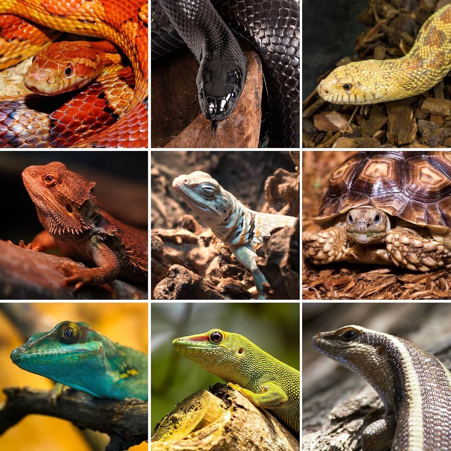 Durable PVC Reptile Lounge with Glass Door - 50 Gallon Tank for Snakes & Geckos