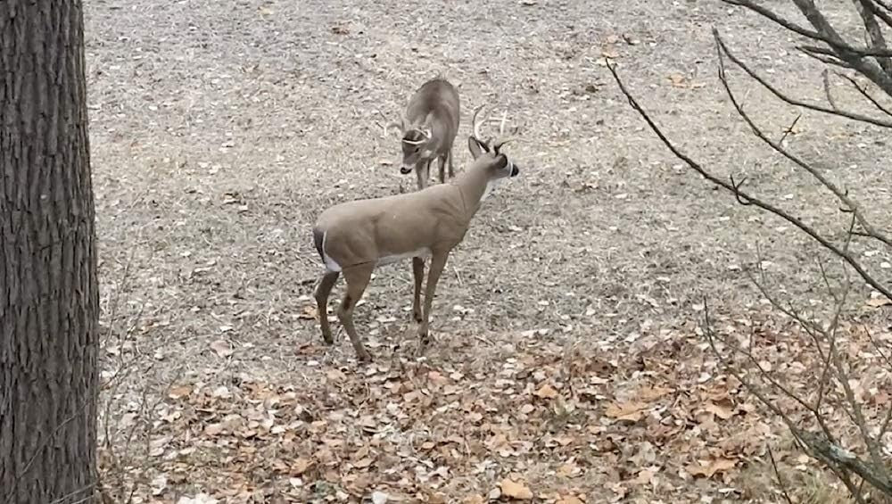 50-Inch Boss Buck Deer Decoy - Durable Hunting Companion for Attracting Game