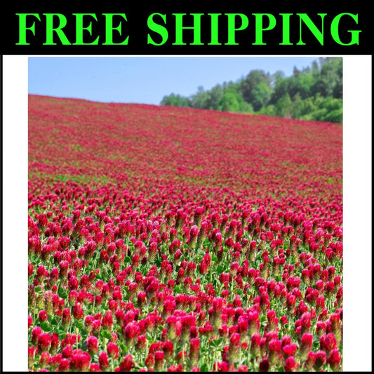 Crimson Clover Seeds - 232,000 Heirloom Seeds for Cover Crops and Pollinators