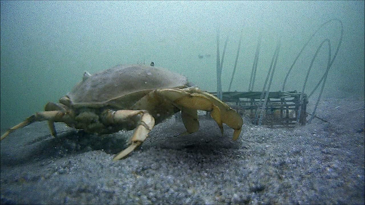 Compact and Portable Crab Trap Set with 6 Loops for Unforgettable Fishing